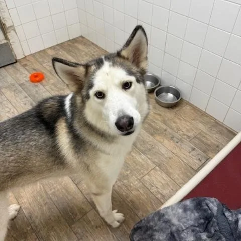 An adult medium-sized male Siberian Husky dog named Maverick for adoption in Sumter, SC
