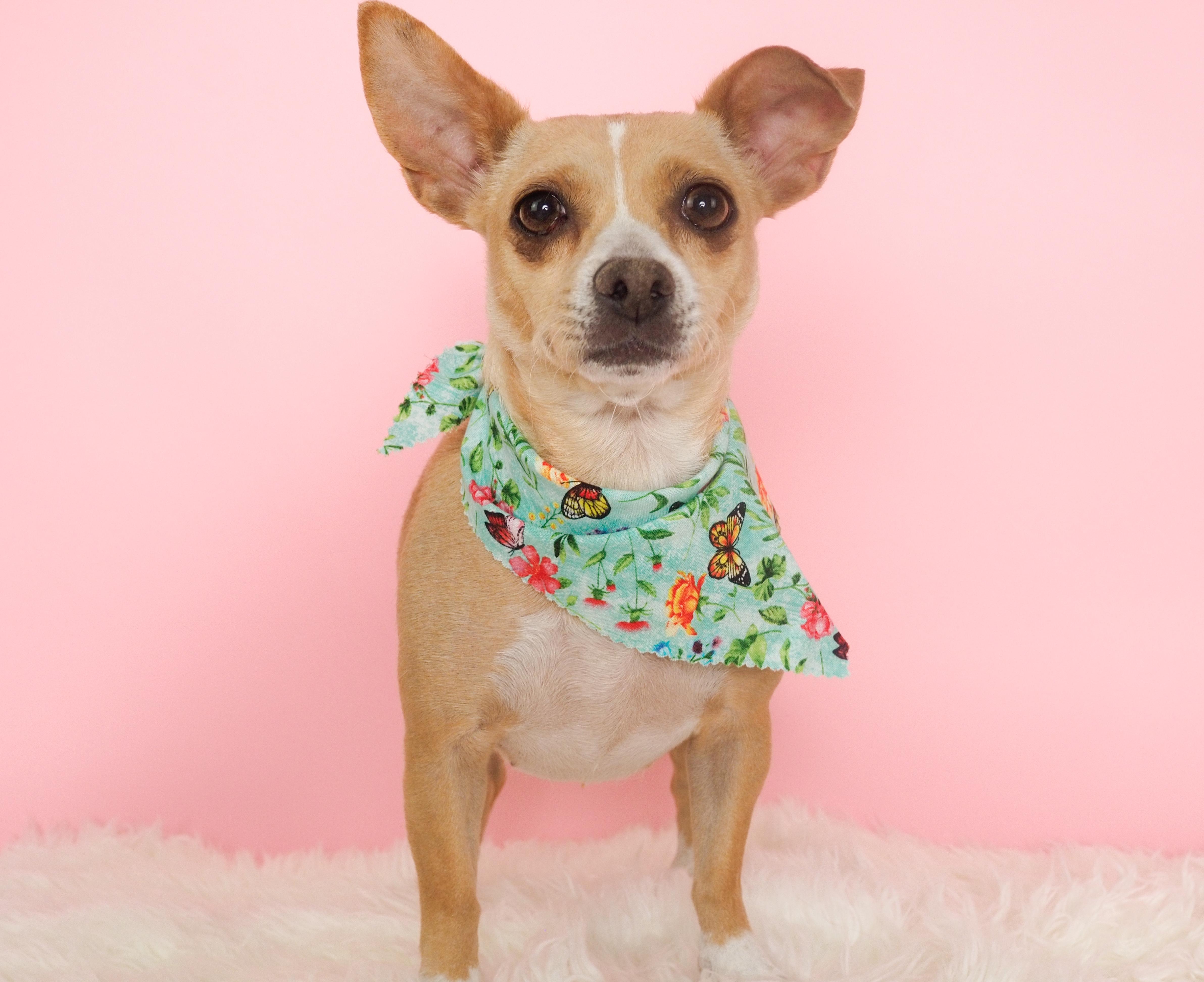 A young small-sized female Yellow / Tan / Blond / Fawn Chihuahua dog named Gemma for adoption in PHOENIX, AZ
