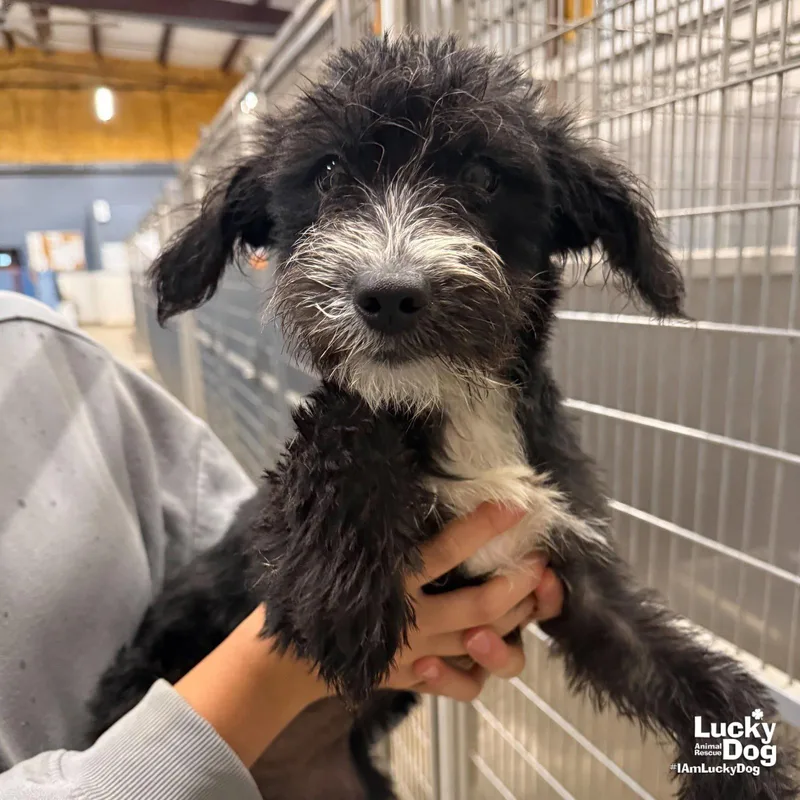 A baby medium-sized female Terrier dog named Nix for adoption in Washington, DC
