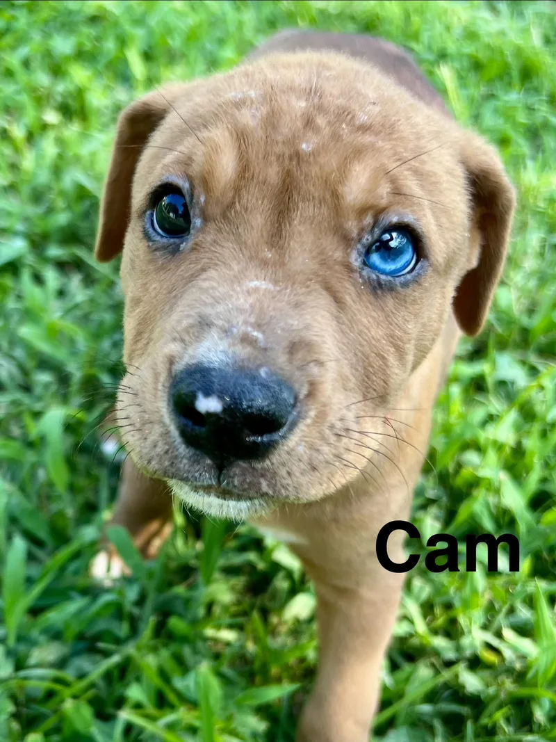 Cam