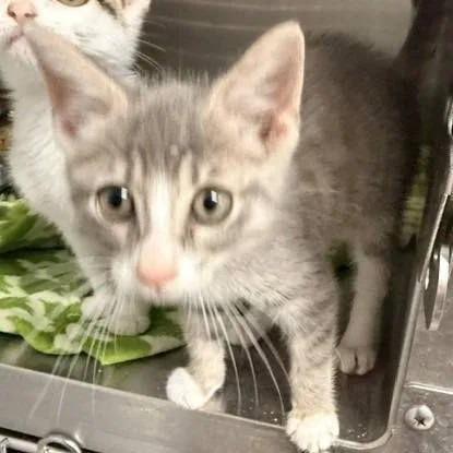 A baby small-sized male Domestic Short Hair cat named Woodie for adoption in Horn Lake, MS