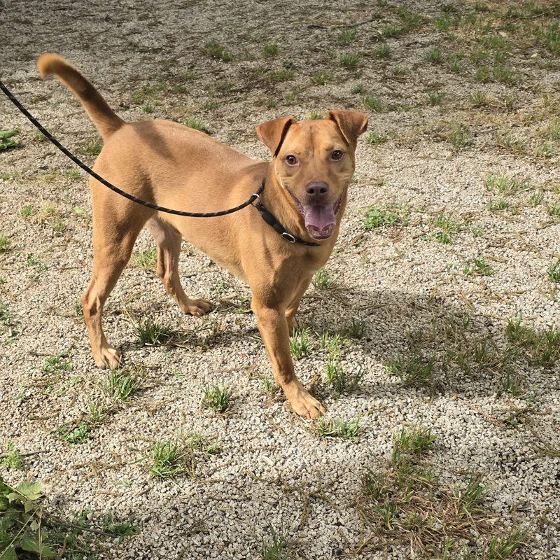 A young medium-sized male Golden Labrador Retriever dog named John Doe for adoption in Greenville, SC
