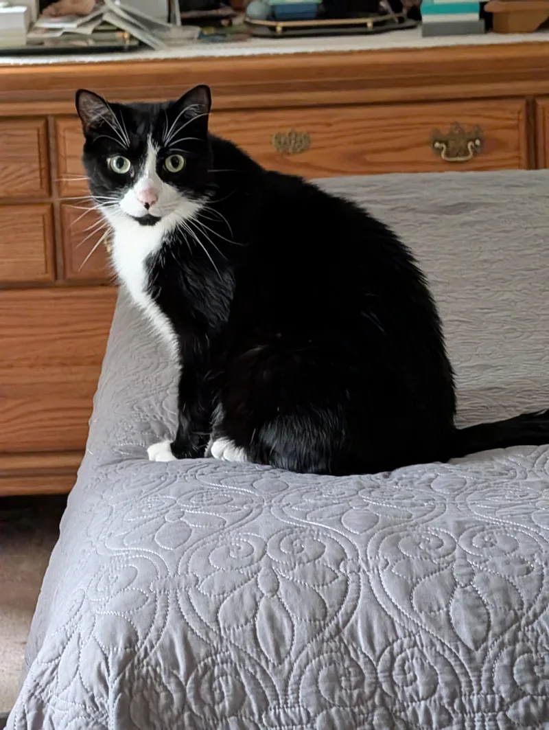 An adult medium-sized male Domestic Short Hair cat named Sir for adoption in Mayfield, NY