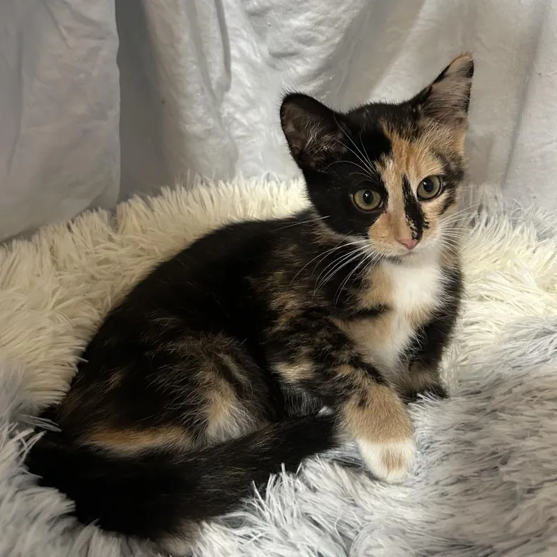 A baby small-sized female Tortoiseshell Domestic Medium Hair cat named Jameson for adoption in Columbia, MO