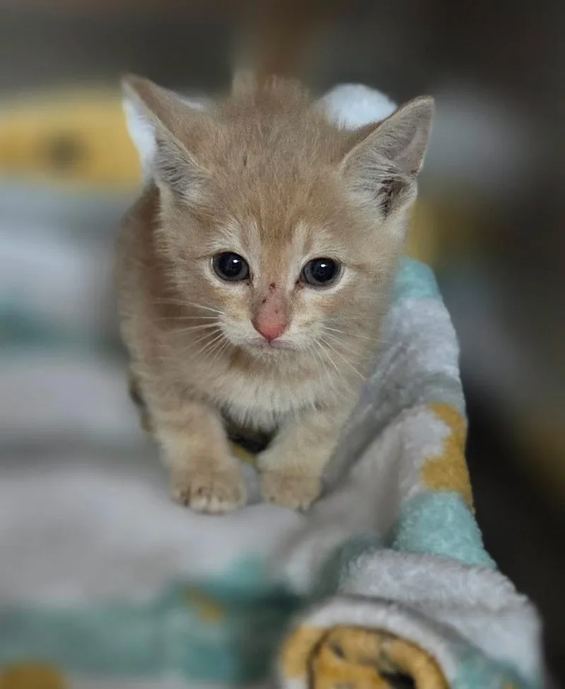 A baby small-sized male Domestic Short Hair cat named Goldfish for adoption in Sherwood, AR