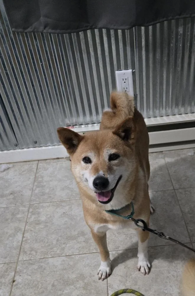 An adult medium-sized female Red / Chestnut / Orange Shiba Inu dog named Cindy Ferndale for adoption in Waunakee, WI