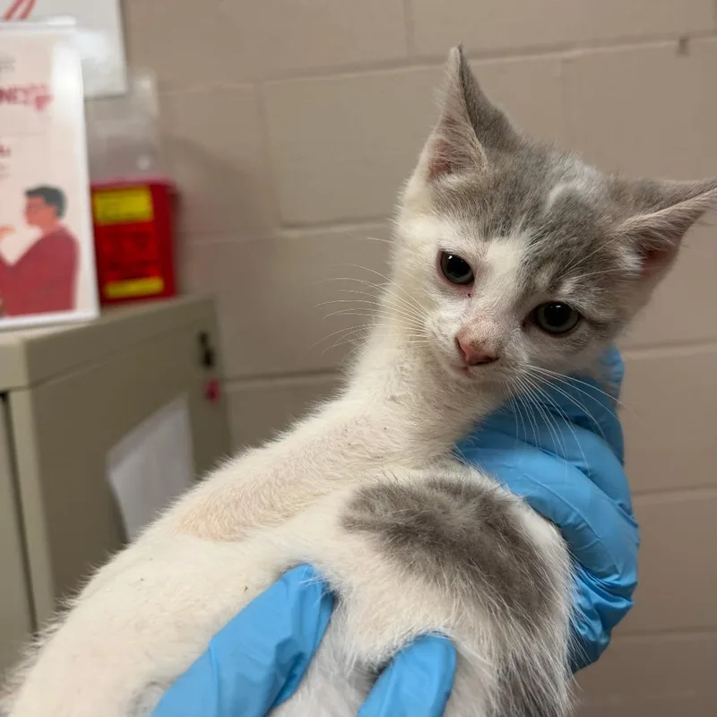 A baby small-sized male Gray / Blue / Silver American Shorthair cat named Lucio for adoption in Birmingham, AL
