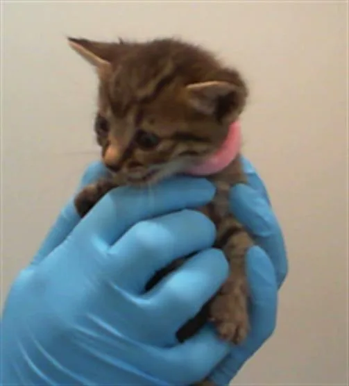 A baby small-sized female Domestic Short Hair cat named A for adoption in Charlotte, NC