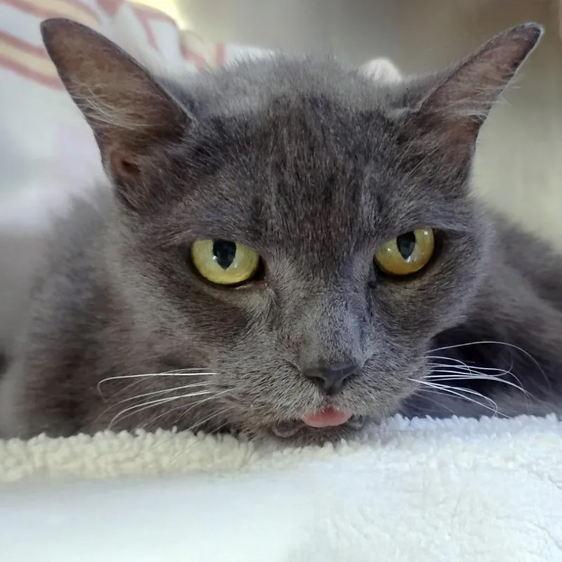A senior medium-sized female Gray / Blue / Silver Domestic Short Hair cat named Smokey for adoption in Austin, TX