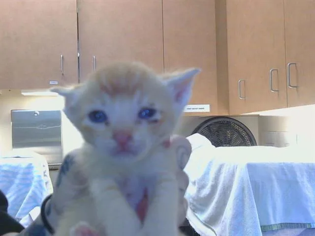A baby small-sized male Domestic Short Hair cat named Texas for adoption in Sacramento, CA