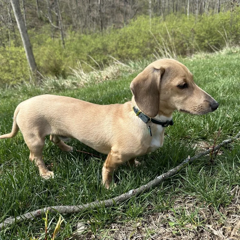 A baby small-sized male White / Cream Dachshund dog named Dash  OHIO ONLY for adoption in Lebanon, OH