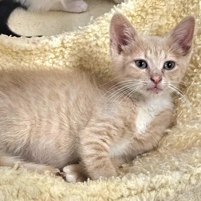 A baby small-sized male Buff / Tan / Fawn Domestic Short Hair cat named Biscuit for adoption in Pennsville, NJ