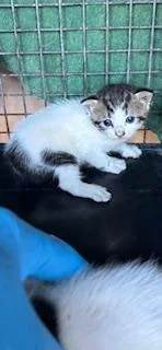 A baby small-sized female Domestic Short Hair cat named Smol for adoption in Honolulu, HI