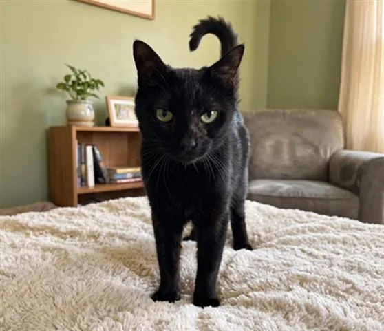 A young large-sized female Domestic Medium Hair cat named Bonnie for adoption in San Pedro, CA