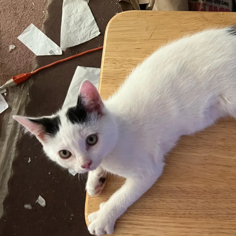 A baby small-sized male Domestic Short Hair cat named Stash for adoption in Antioch, CA
