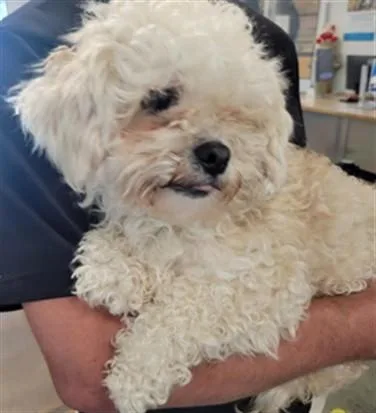 A young small-sized female Maltese dog named Coco for adoption in Van Nuys, CA