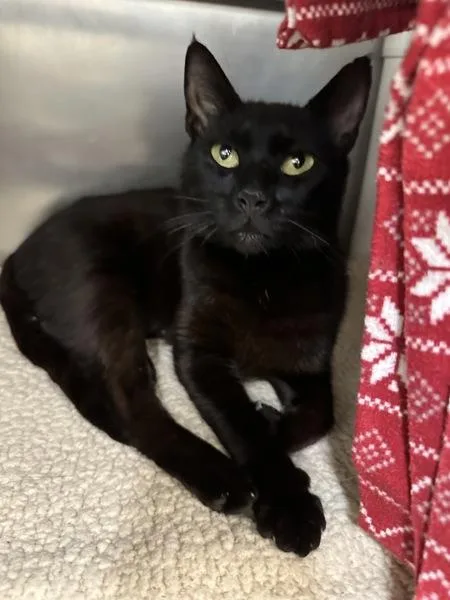 A young small-sized female Domestic Short Hair cat named Minx for adoption in Santa Rosa, CA