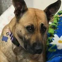 A young large-sized female German Shepherd Dog dog named Nala for adoption in Westland, MI