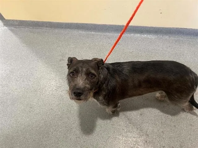A young small-sized female Cairn Terrier dog named Olive for adoption in Tustin, CA