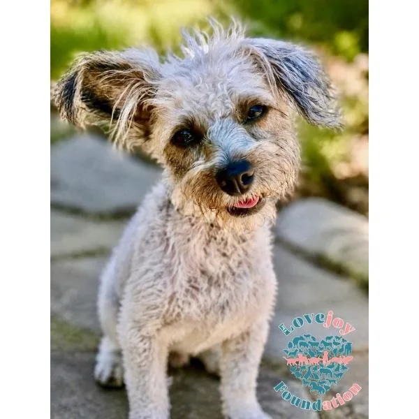 A young small-sized female Border Terrier dog named Truffles COH for adoption in Inglewood, CA