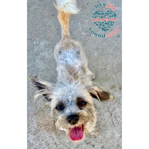 Truffles COH thumbnail 2