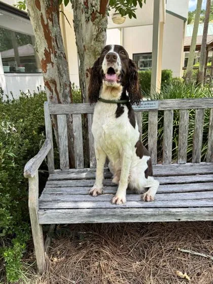 An adult large-sized male English Springer Spaniel dog named Waylon for adoption in Brunswick, GA