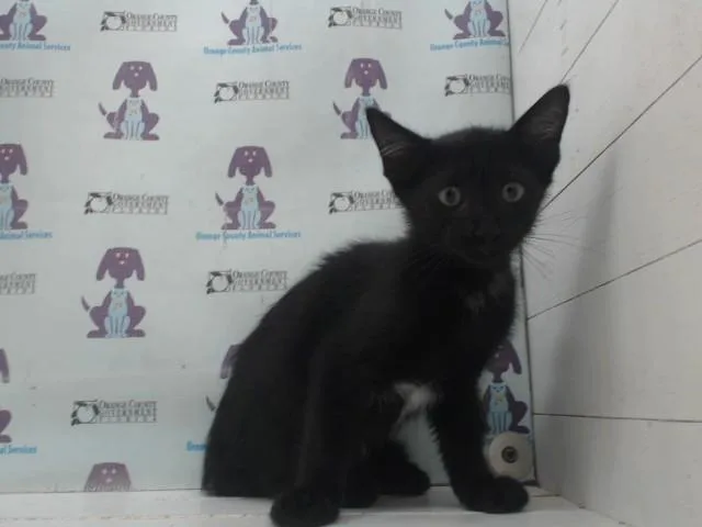 A baby small-sized male Domestic Short Hair cat named Al for adoption in Orlando, FL