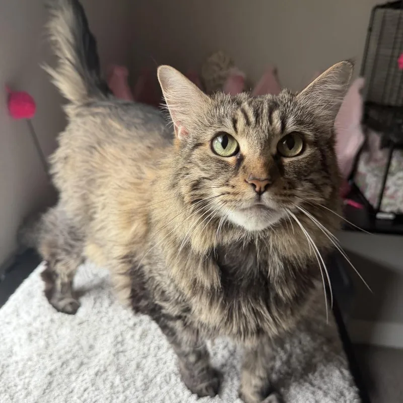 A senior extra large-sized female Brown / Chocolate Domestic Long Hair cat named Lola Bug for adoption in Deerfield, IL