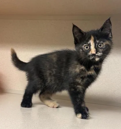 A baby small-sized female Domestic Short Hair cat named Tortie for adoption in Bowling Green, KY