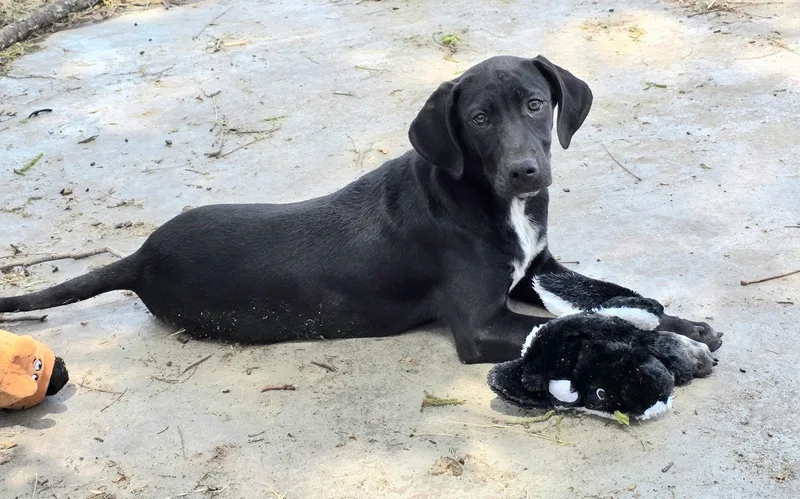 A baby medium-sized female Black Labrador Retriever dog named Zelda for adoption in Watertown, CT