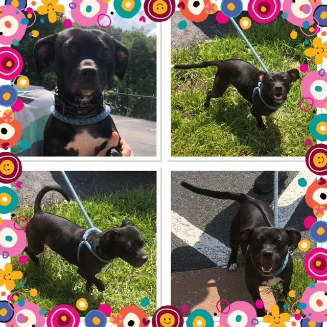 A young small-sized female Black Chiweenie dog named Lil Bit for adoption in Buckhannon, WV