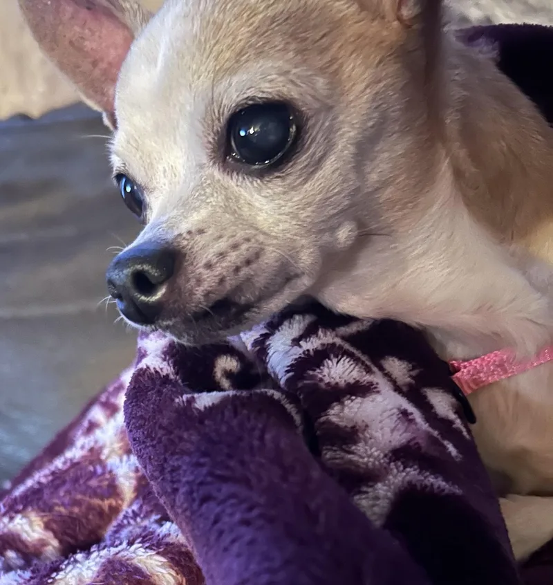 A senior small-sized female Chihuahua dog named Wren for adoption in Tyler Hill, PA