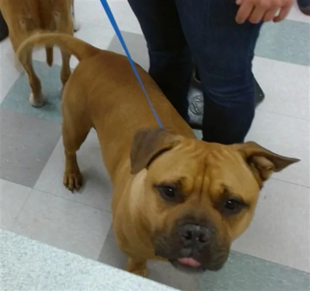 An adult large-sized male Pit Bull Terrier dog named Ruger for adoption in Oklahoma City, OK