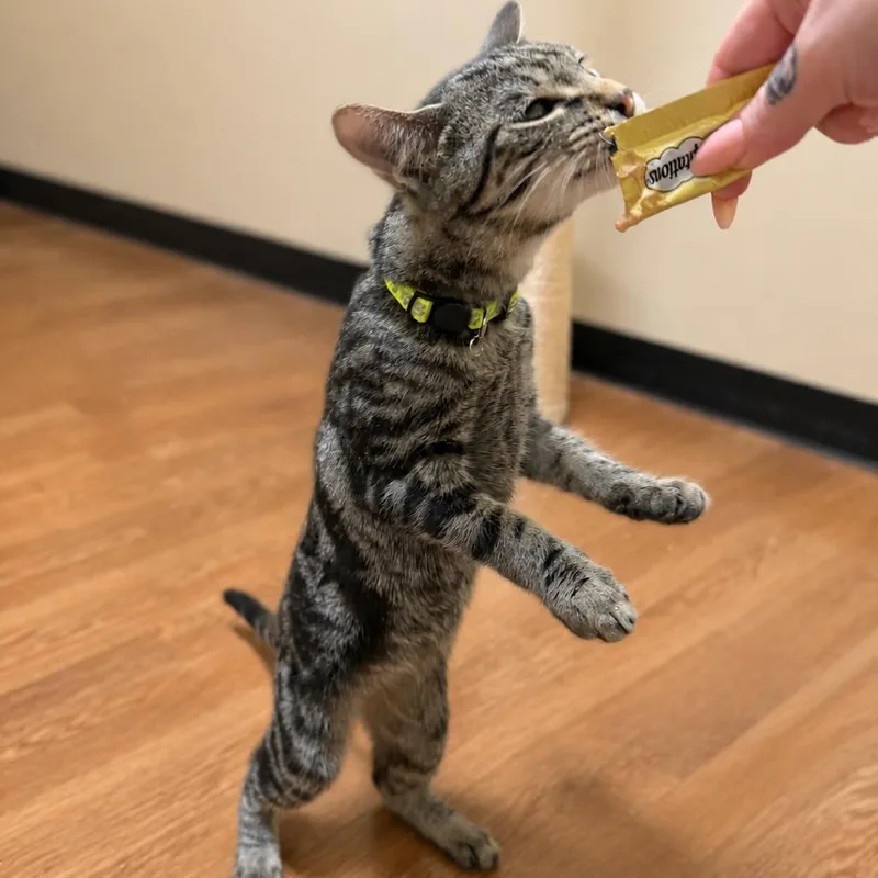 A baby small-sized male Black Domestic Short Hair cat named Khonsu for adoption in Hopewell, VA