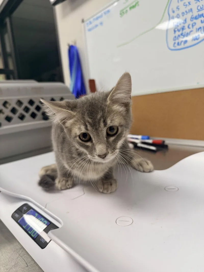 A baby medium-sized male Domestic Short Hair cat named Stan for adoption in Glendale, AZ