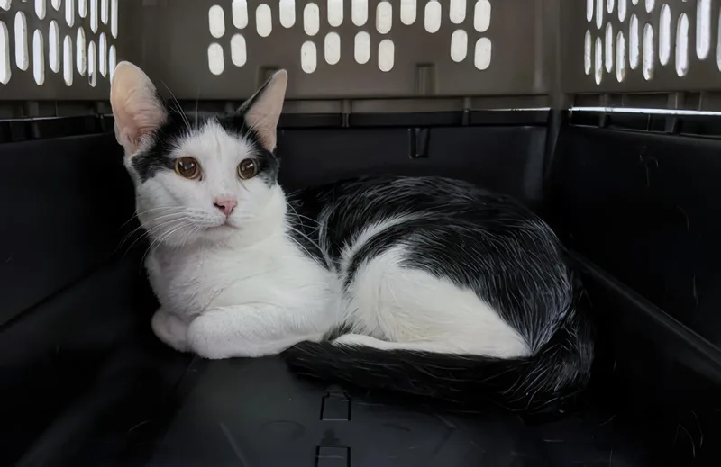 An adult medium-sized male Black & White / Tuxedo Domestic Short Hair cat named Ranger for adoption in Nashville, TN