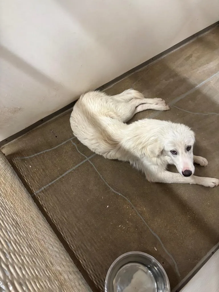A young large-sized female Great Pyrenees dog named Allena for adoption in Belton, TX