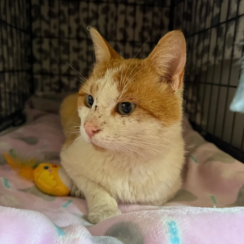 An adult medium-sized male Orange & White Domestic Short Hair cat named Elliott for adoption in Morganton, NC