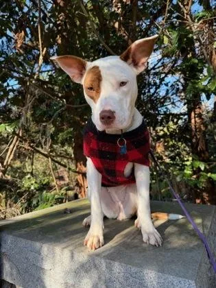 An adult medium-sized female Mixed Breed dog named Maliah for adoption in Chamblee, GA
