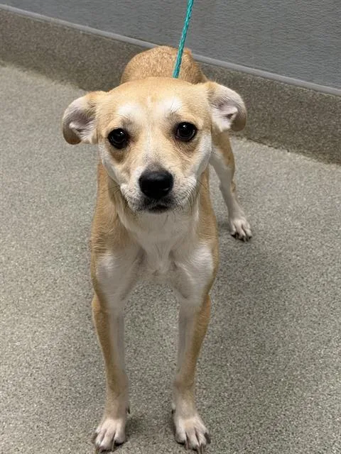 A young medium-sized female Labrador Retriever dog named Misteh for adoption in Las Vegas, NV