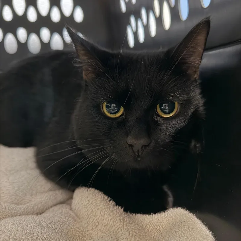 A young medium-sized male Black Domestic Short Hair cat named Picasso for adoption in DeKalb, IL