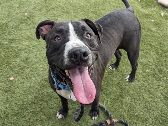 A young small-sized male Pit Bull Terrier dog named Ninja for adoption in Phoenix, AZ