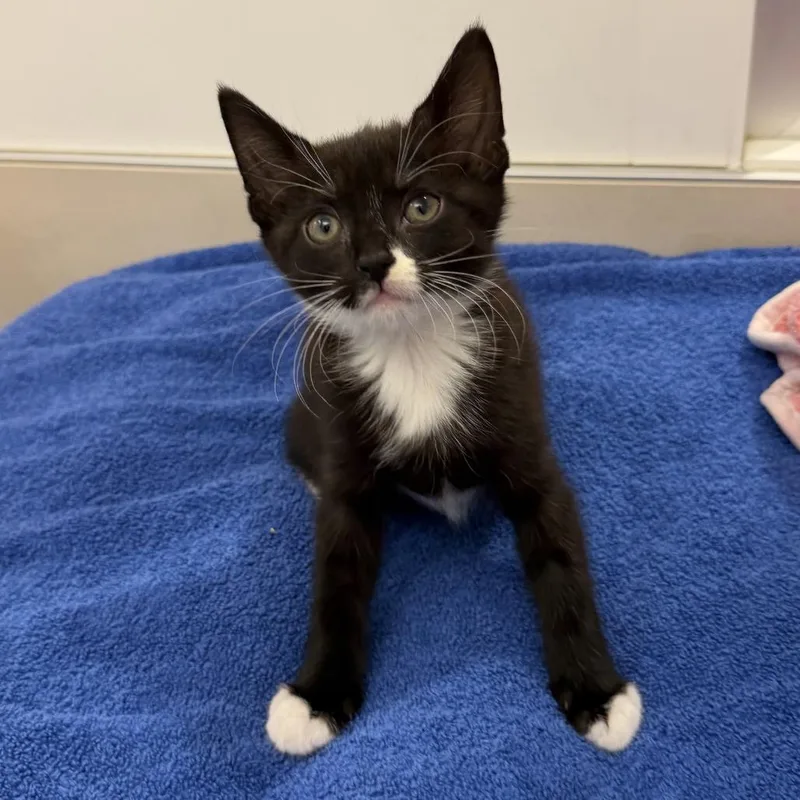A baby small-sized male Black Domestic Short Hair cat named Louis for adoption in New York, NY