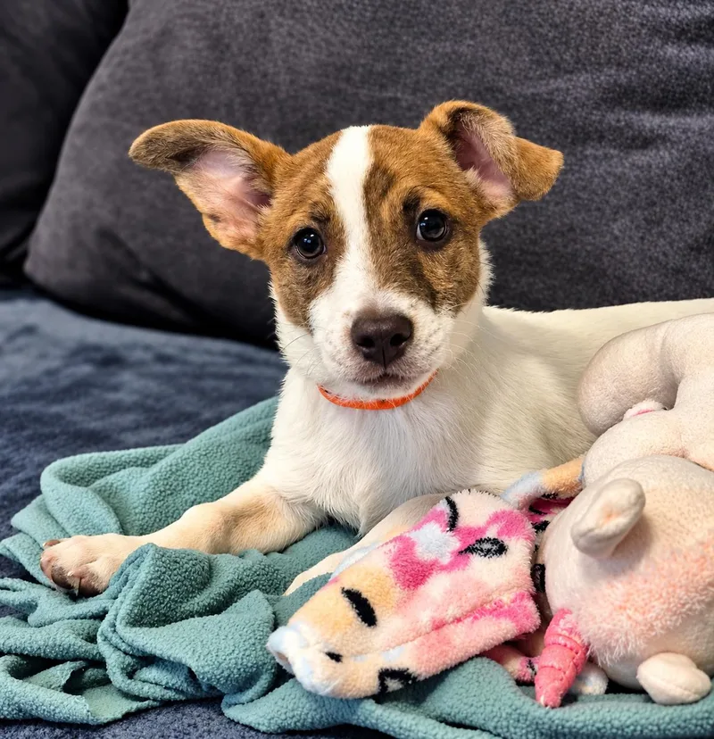 A baby small-sized male Corgi dog named Buster for adoption in Media, PA