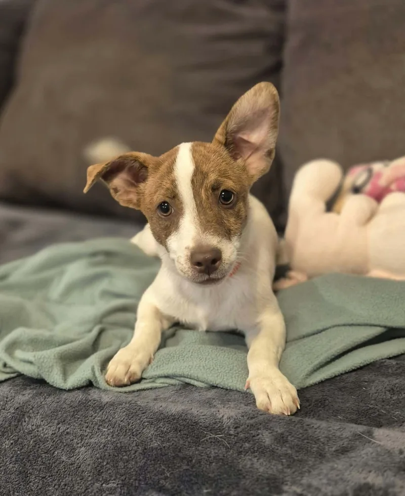 Buster thumbnail 4