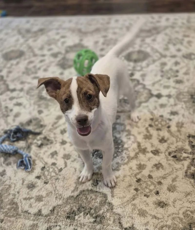 Buster thumbnail 5