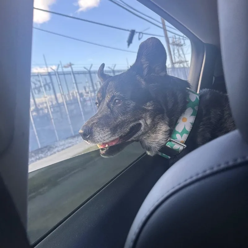 Mercedes thumbnail 6