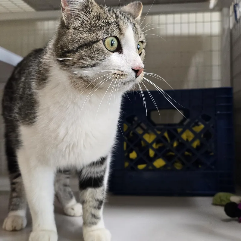 An adult large-sized male Tabby (Buff / Tan / Fawn) Manx cat named Handsome Bob for adoption in Gunnison, CO