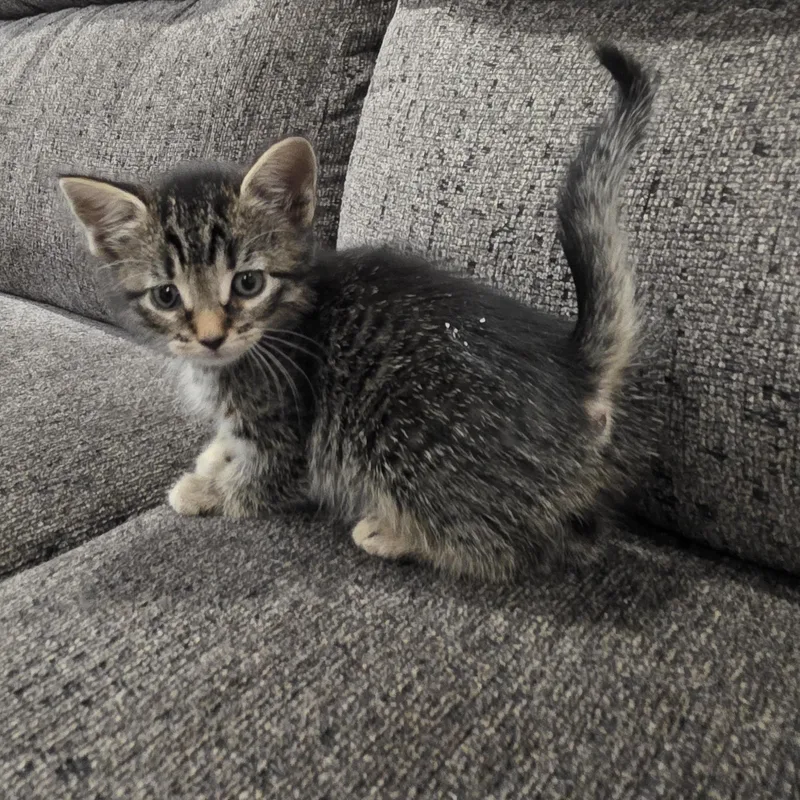 A baby medium-sized female Brown / Chocolate Domestic Short Hair cat named Karina for adoption in Moriches, NY