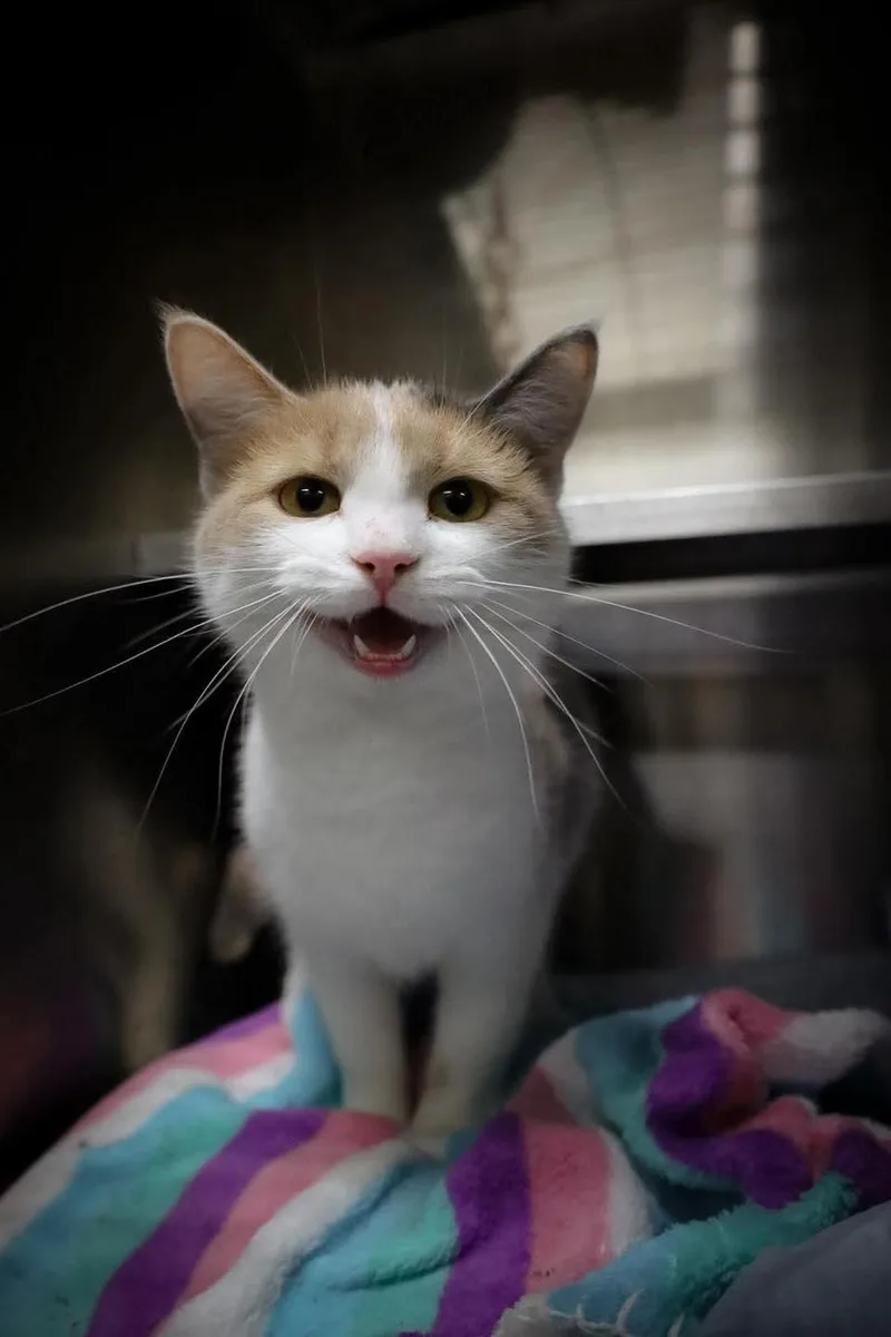 An adult medium-sized female Dilute Calico Domestic Short Hair cat named Keisha for adoption in Greensburg, IN